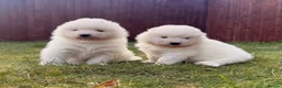 Samoyed dogs for sale: ⭐️Quality Samoyed Puppies⭐️ - Advert 1