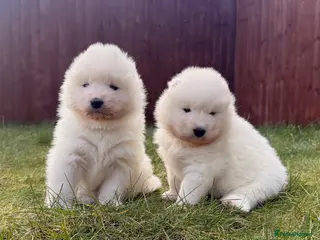 Samoyed dogs ⭐️Quality Samoyed Puppies⭐️ - Advert 3