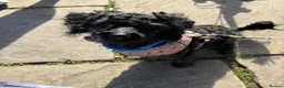 Pomapoo dogs for sale: Sweet dog looking for a forever home  in Birmingham - Advert 2