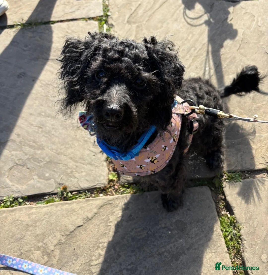 Pomapoo dogs for sale: Sweet dog looking for a forever home  in Birmingham - Advert 2