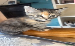 Mixed Breed cats for sale: Beautiful, confident tabby kittens  - Image 3