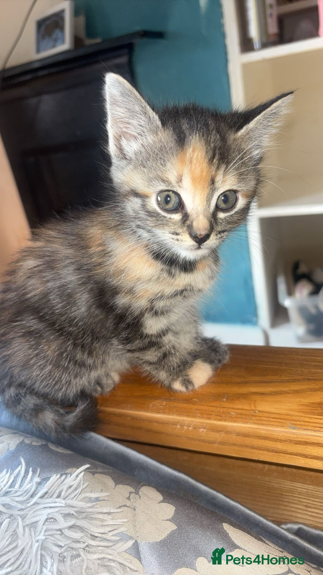Mixed Breed cats for sale: Beautiful, confident tabby kittens  - Image 3
