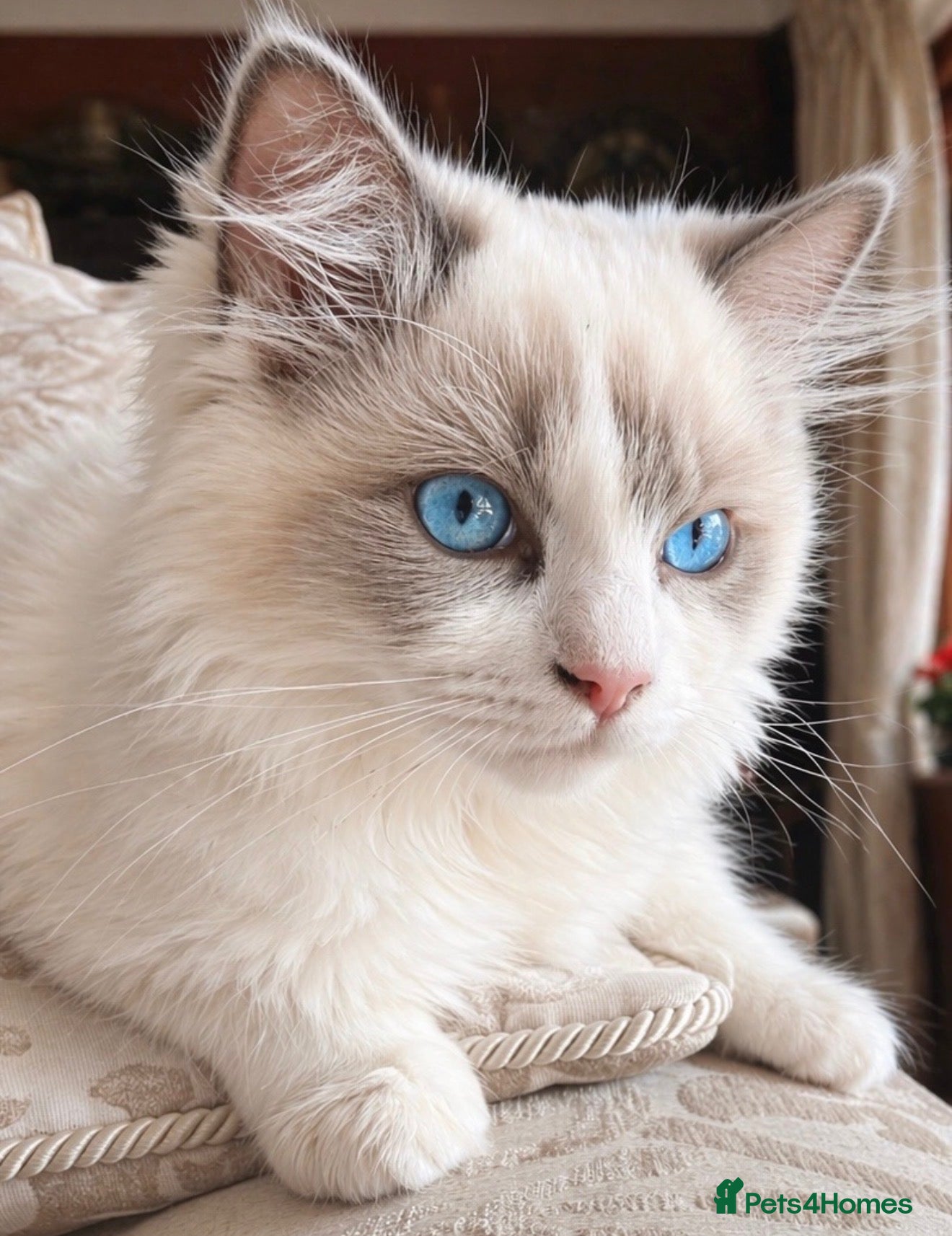 Ragdoll cats Ragdoll kitten - Advert 4