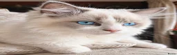 Ragdoll cats for sale: Ragdoll kitten - Advert 1