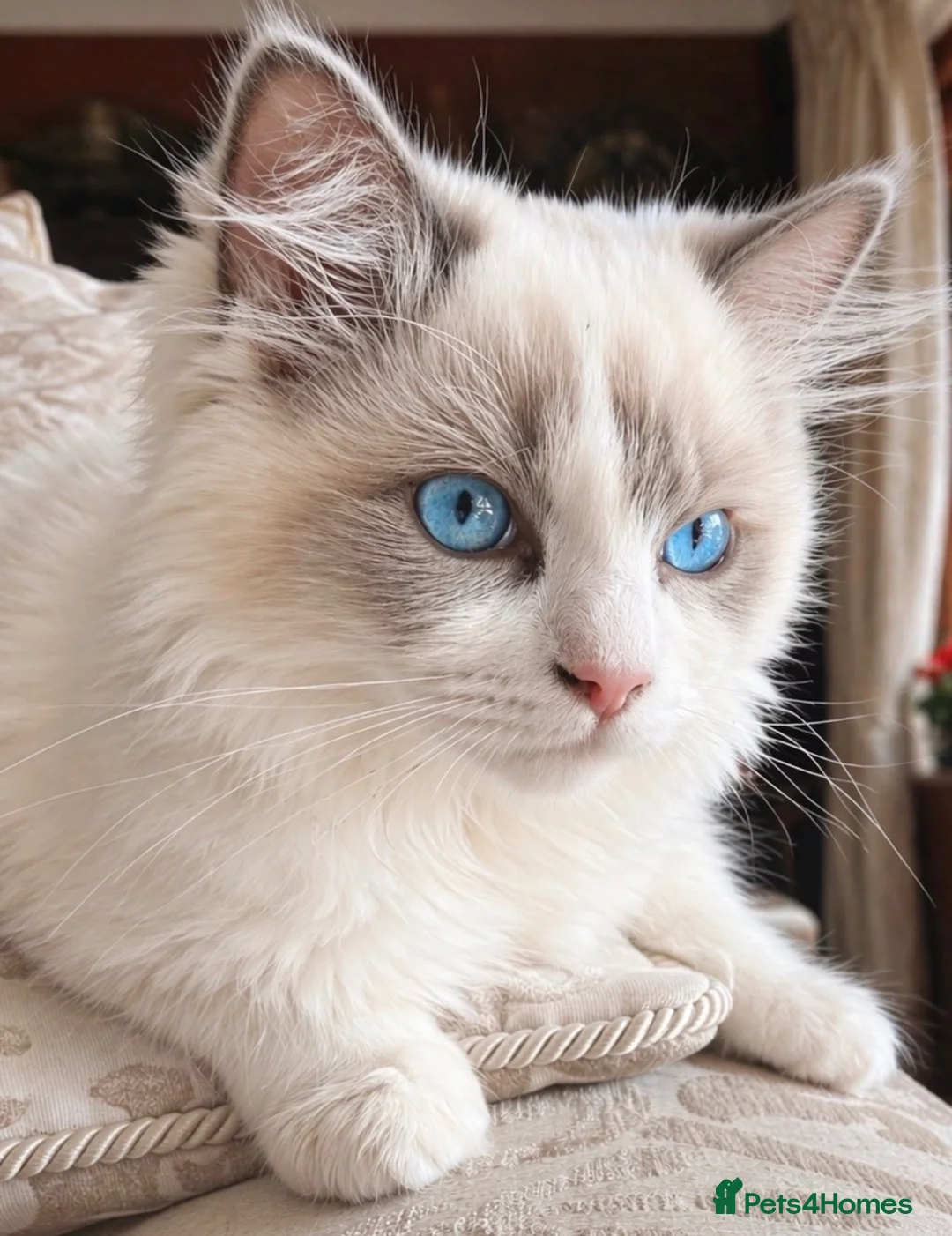 Ragdoll cats for sale: Ragdoll kitten - Advert 1