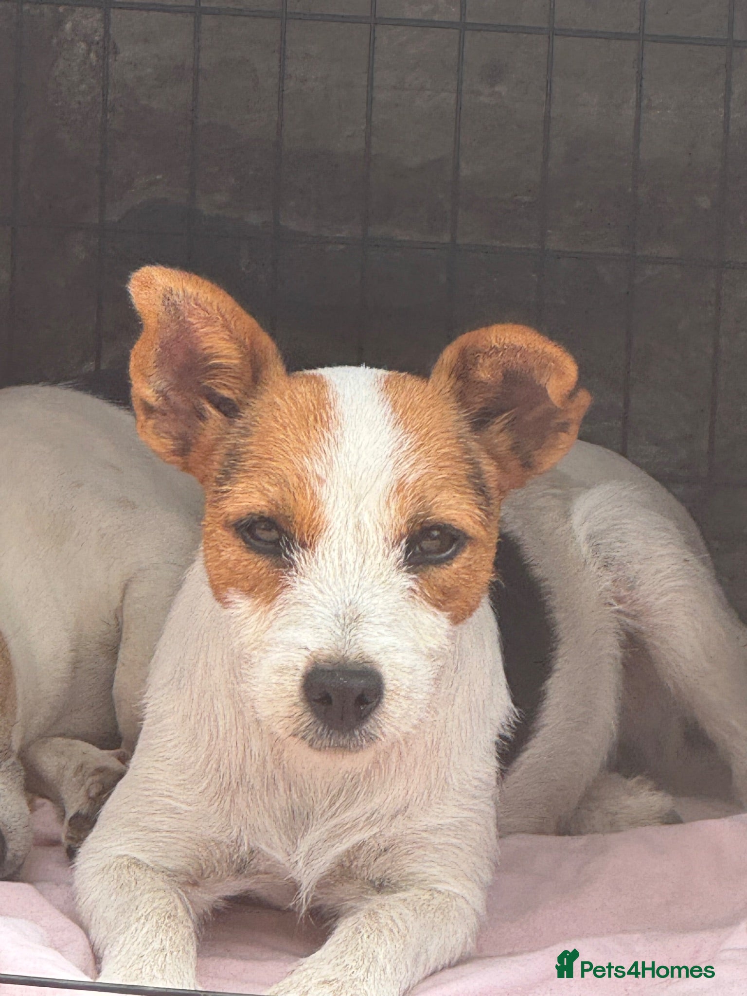 Jack Russell dogs Gorgeous Jack Russell pup - Advert 2