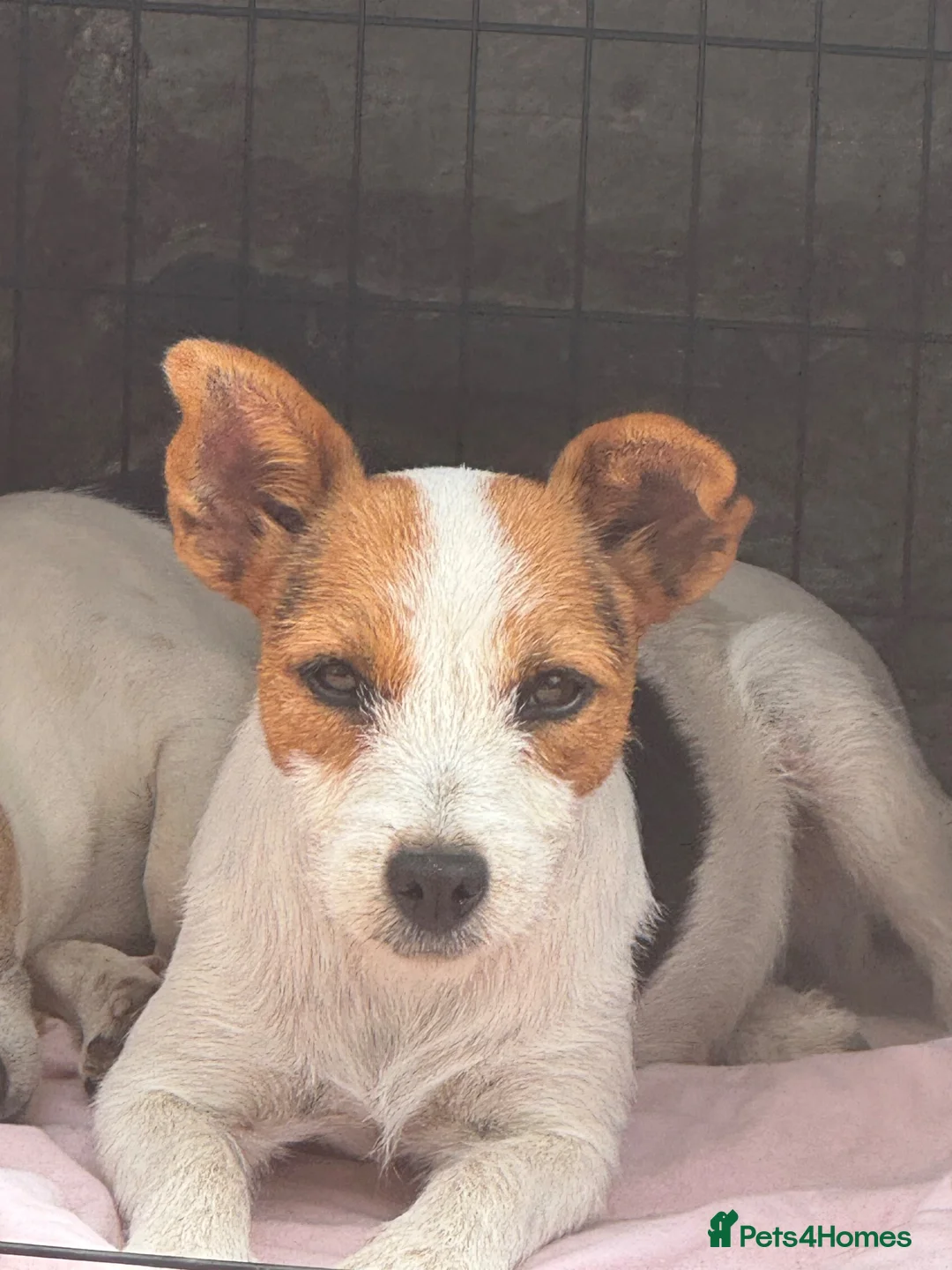 Jack Russell dogs for sale: Gorgeous Jack Russell pup - Advert 1