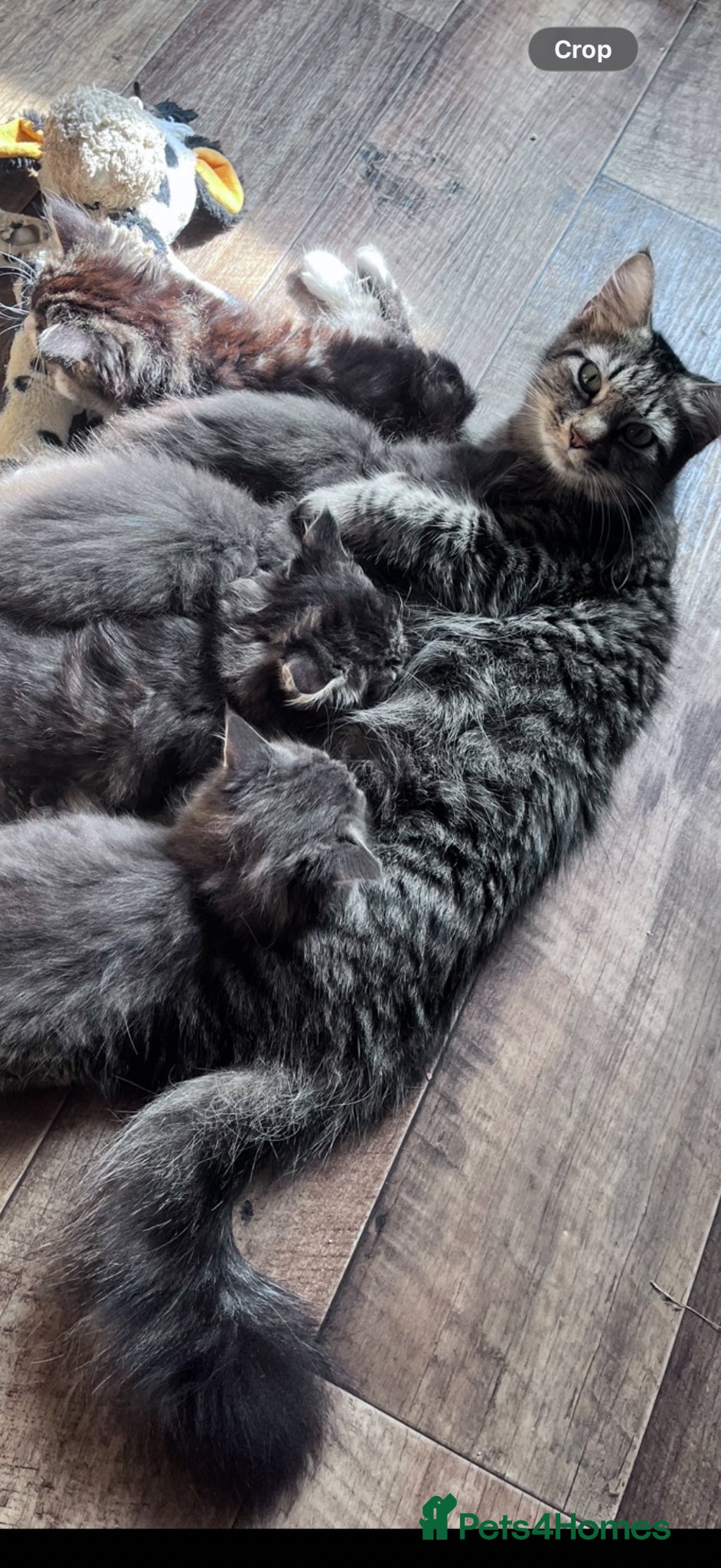 Maine Coon cats Beautiful Maine coone /shorthair kittens for sale  - Advert 6