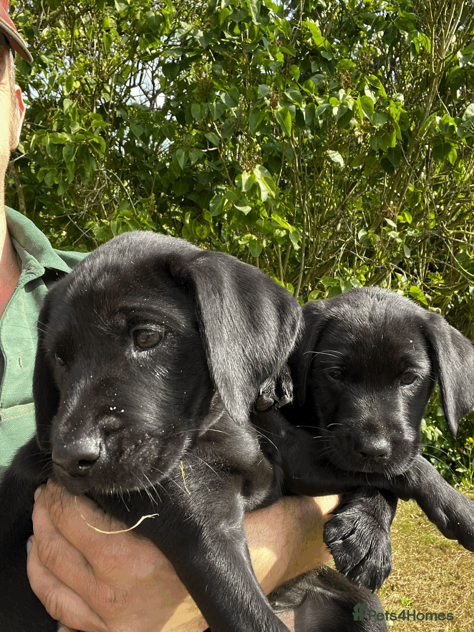 Labrador Retriever dogs Working Labrador Retriever Puppies - Advert 1