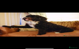Mixed Breed dogs for sale: 🐾F3 Irish X Australian Labradoodle Puppies  - Image 2