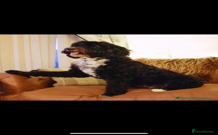Mixed Breed dogs - Advert 9