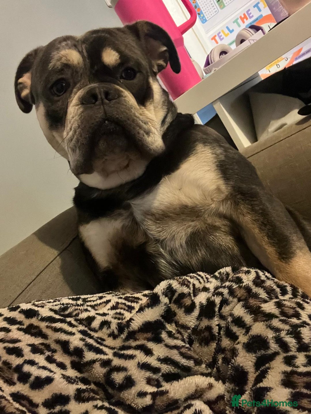 Dorset Olde Tyme Bulldogge dogs for sale: Olde English Bulldogge - Image 3