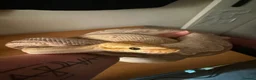 Python Snake reptiles for sale: Royal python with Viv  - Advert 4