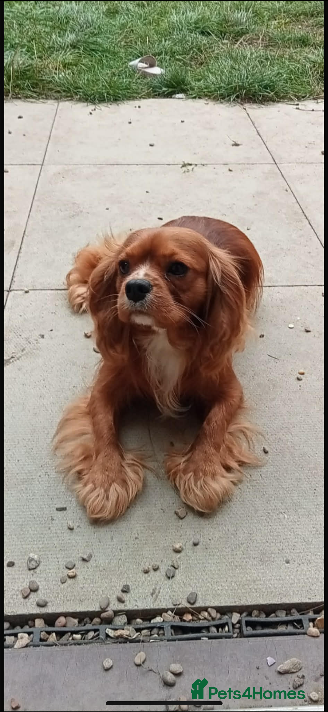 Cavalier King Charles Spaniel dogs for sale: 🐶 Cavalier King Charles Puppies 🐶  - Advert 6