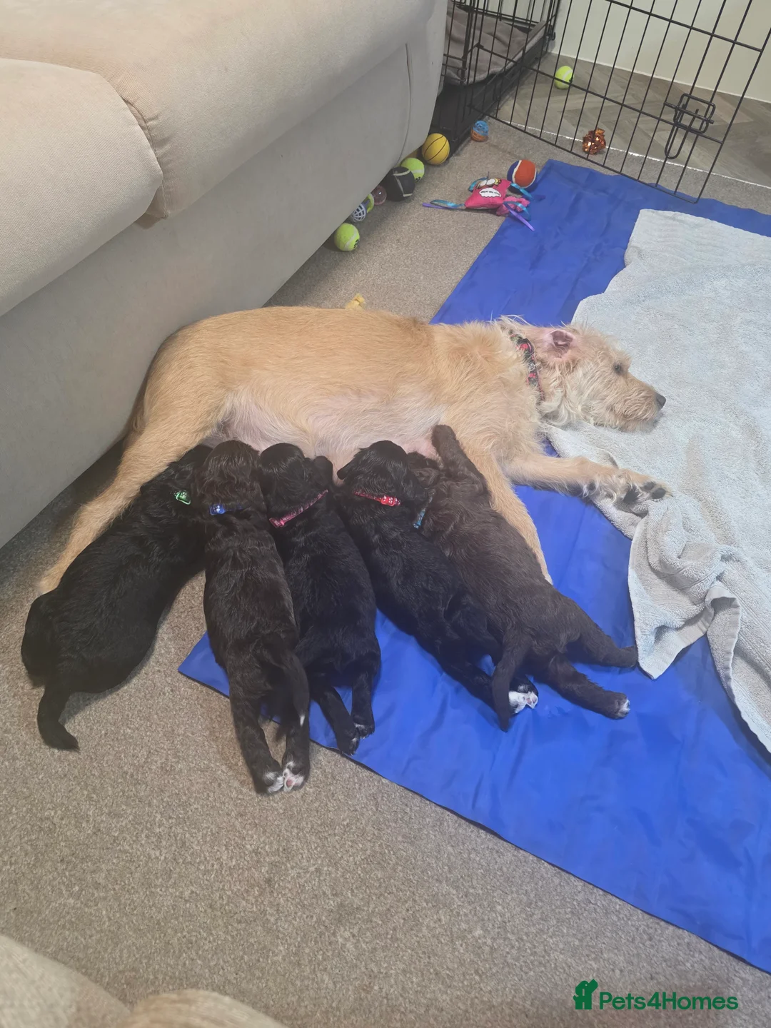 Mixed Breed dogs for sale: Australian Labradoodle Puppies in Shefford - Advert 2