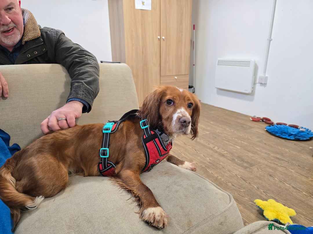 Cocker Spaniel dogs for sale: Cocker Spaniel  - Advert 7