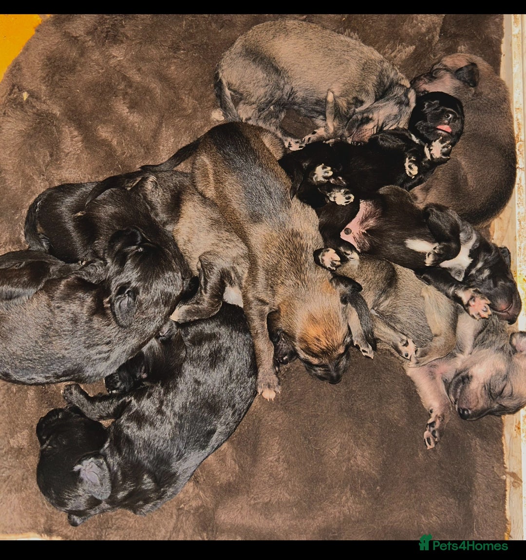 Mixed Breed dogs for sale: 10 Bedlington Whippet Puppies - 6 DOGS 4 BITCHES - Image 13
