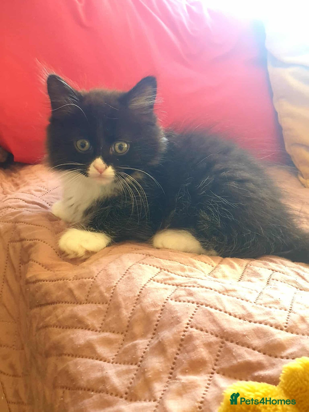 Persian cats for sale: Persian Kittens  - Image 1