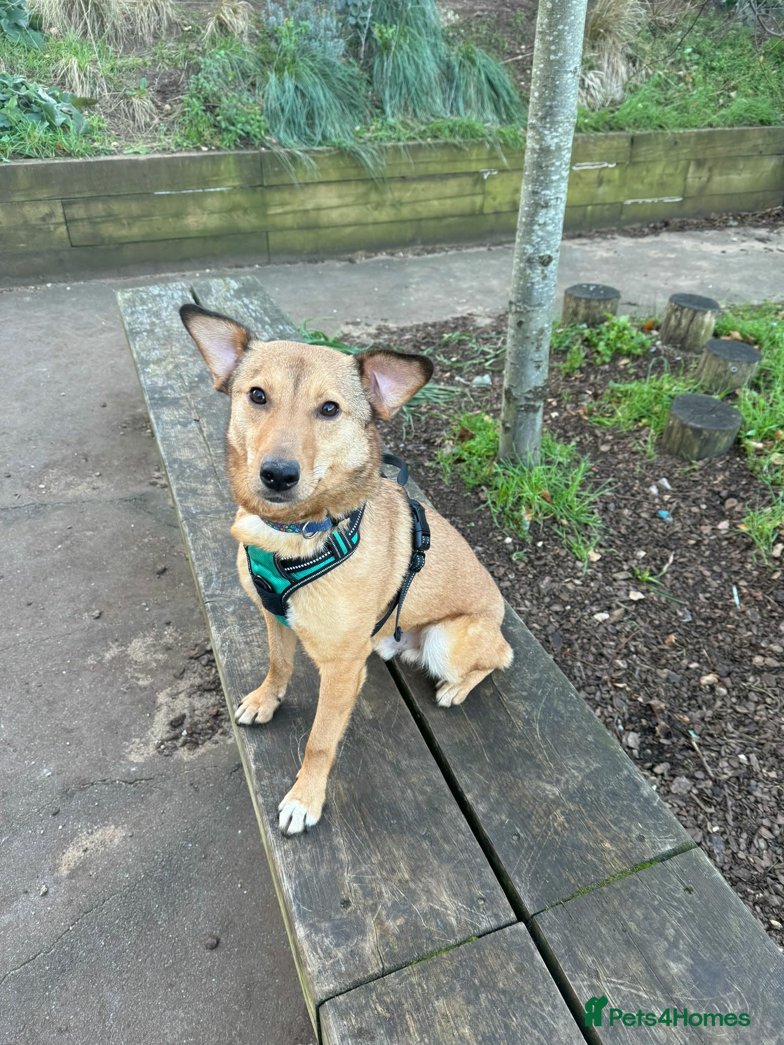 Mixed Breed dogs Fajitas for adoption - Advert 2