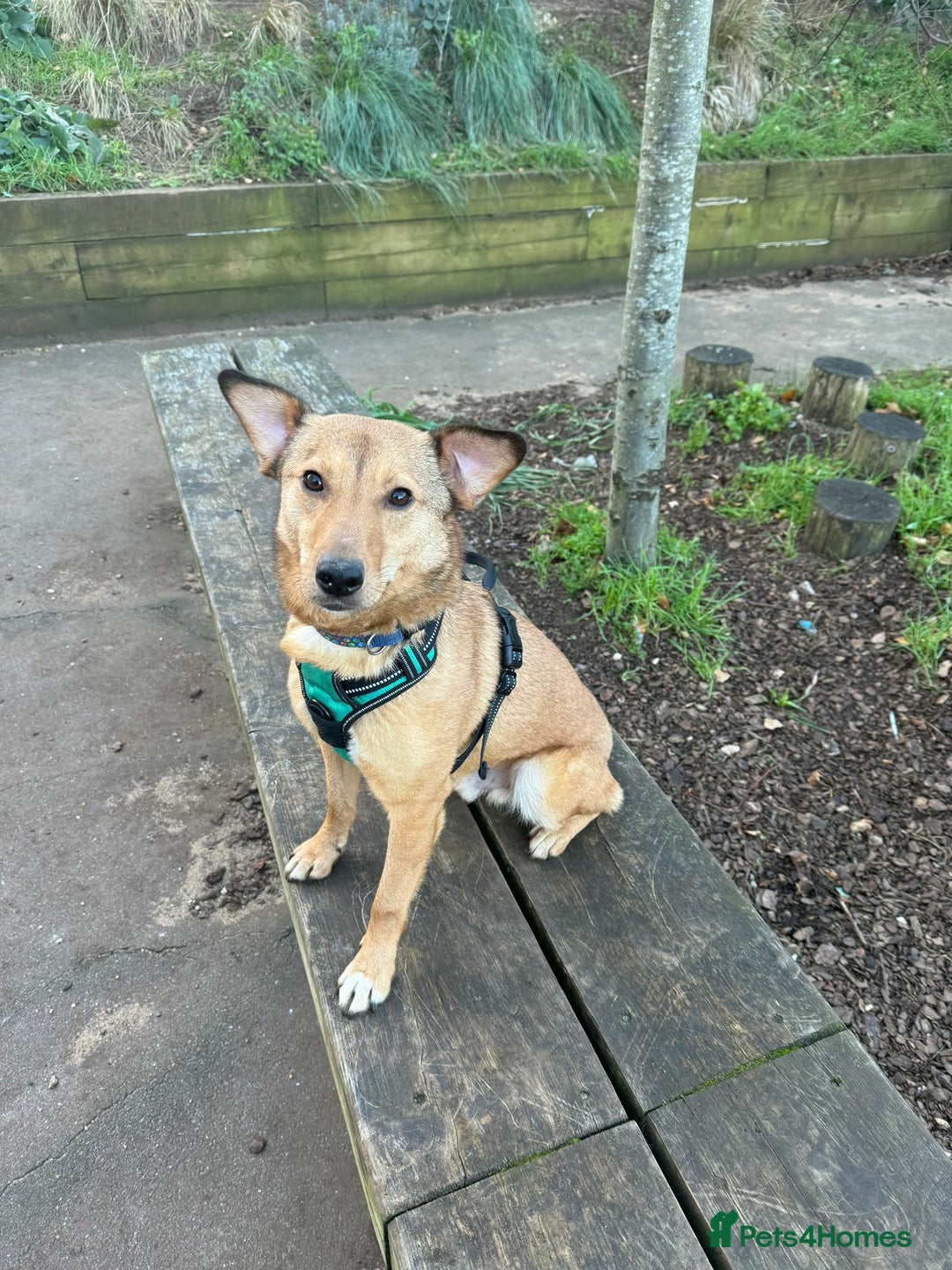 Mixed Breed dogs for adoption: Fajitas for adoption - Advert 1