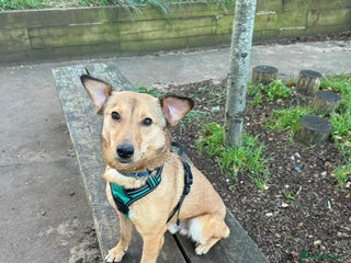 Mixed Breed dogs Fajitas for adoption - Advert 2