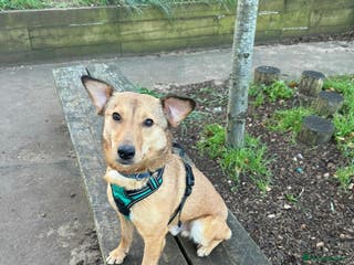 Mixed Breed dogs Fajitas for adoption - Advert 4