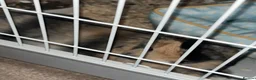 Mini Lop rabbits for sale: Male Mini lop - Advert 6