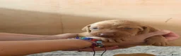 Hungarian Vizsla dogs for sale: KC registered Hungarian Vizsla puppies - Advert 17
