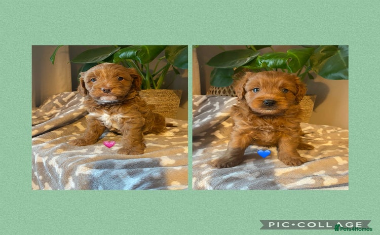 Cavapoo dogs - Advert 2
