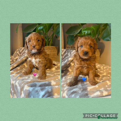 Cavapoo dogs - Advert 1