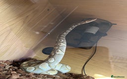 Python Snake reptiles for sale: Butter het clown ball python - Image 3