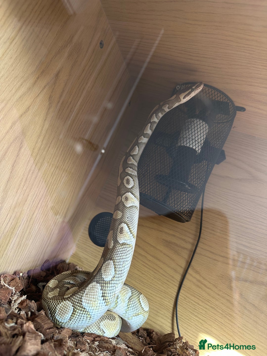 Python Snake reptiles for sale: Butter het clown ball python - Image 3