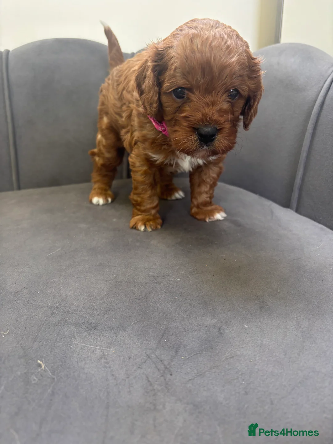 Cavapoo dogs for sale: Stunning F1 Toy Red Cavapoo pups - Advert 2