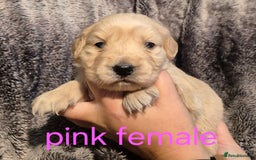 Golden Retriever dogs for sale: 7 Gorgeous golden retrievers puppies - Image 6