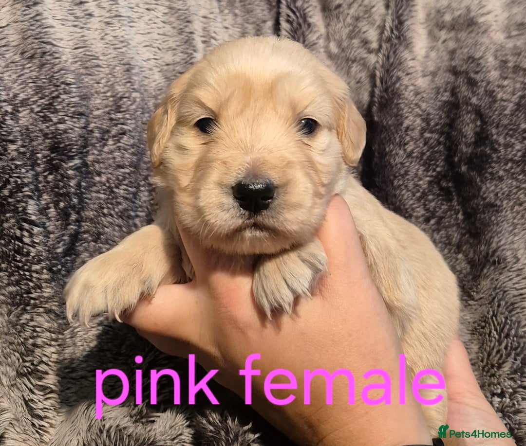 Golden Retriever dogs for sale: 7 Gorgeous golden retrievers puppies - Image 6