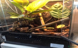 Gecko reptiles for sale: Male Yellow Headed Neon Day Gecko  - Image 8