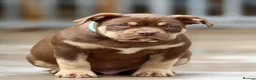 American Bully dogs for sale: READY NOW American Bullys  - Advert 8
