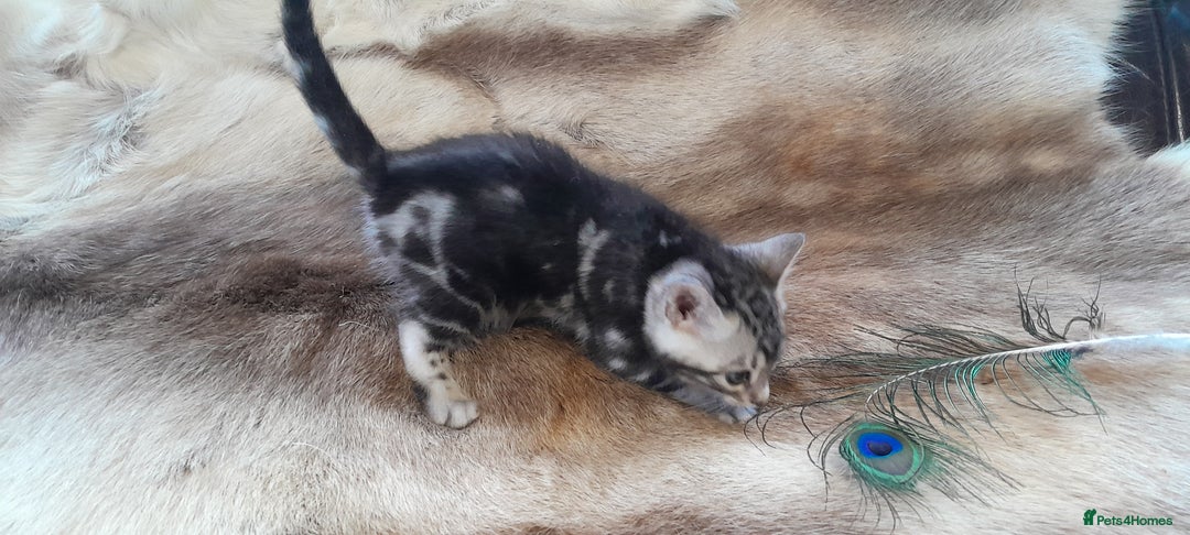 Bengal cats for sale: Beautiful Bengal kittens  - Advert 7