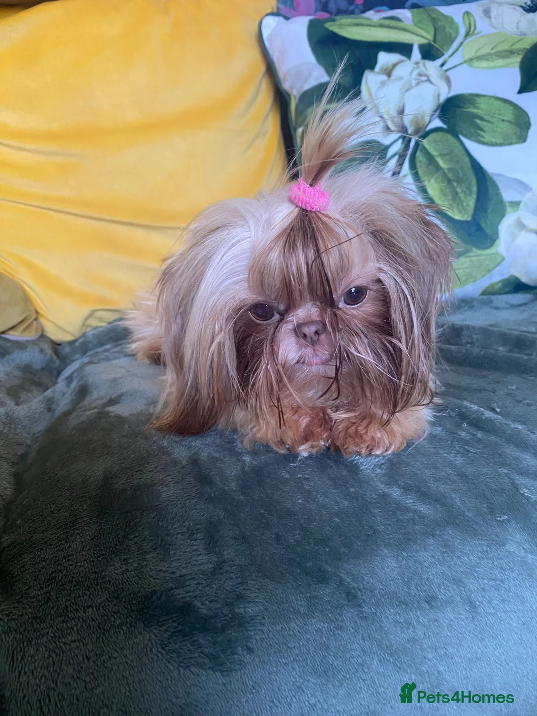Shih Tzu dogs for sale: Imperial shihtzu girl  - Advert 5
