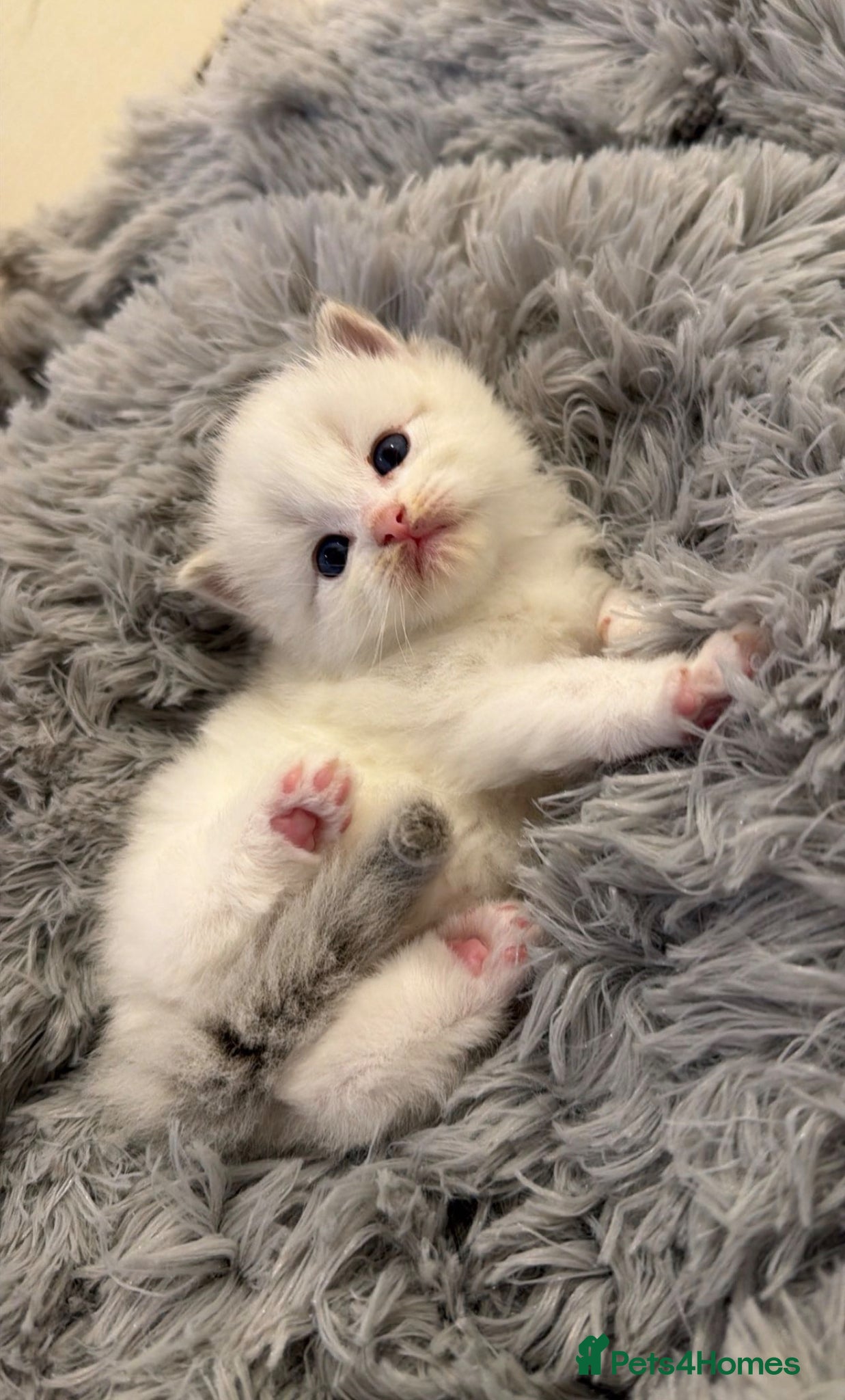 Ragdoll cats Blue Lynx Bi-colour European  - Advert 1