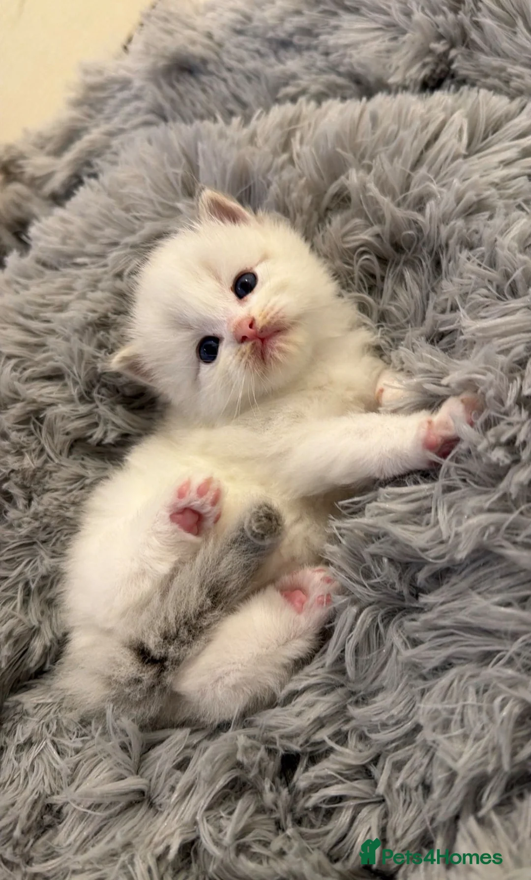 Ragdoll cats for sale: Blue Lynx Bi-colour European  - Advert 1