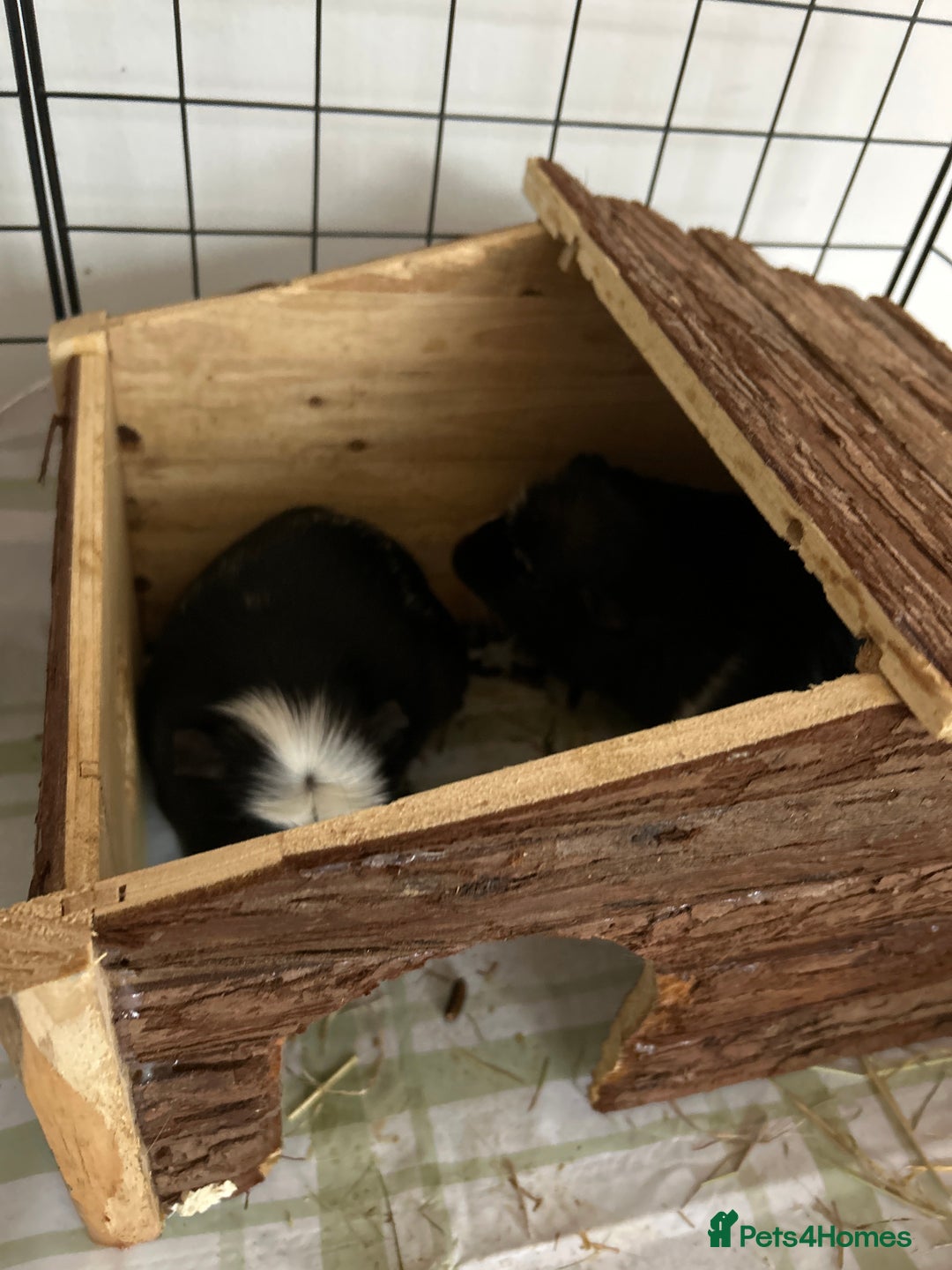 Guinea Pig rodents for sale: 2 Guinea Pigs Male Free to a Good home  - Advert 2