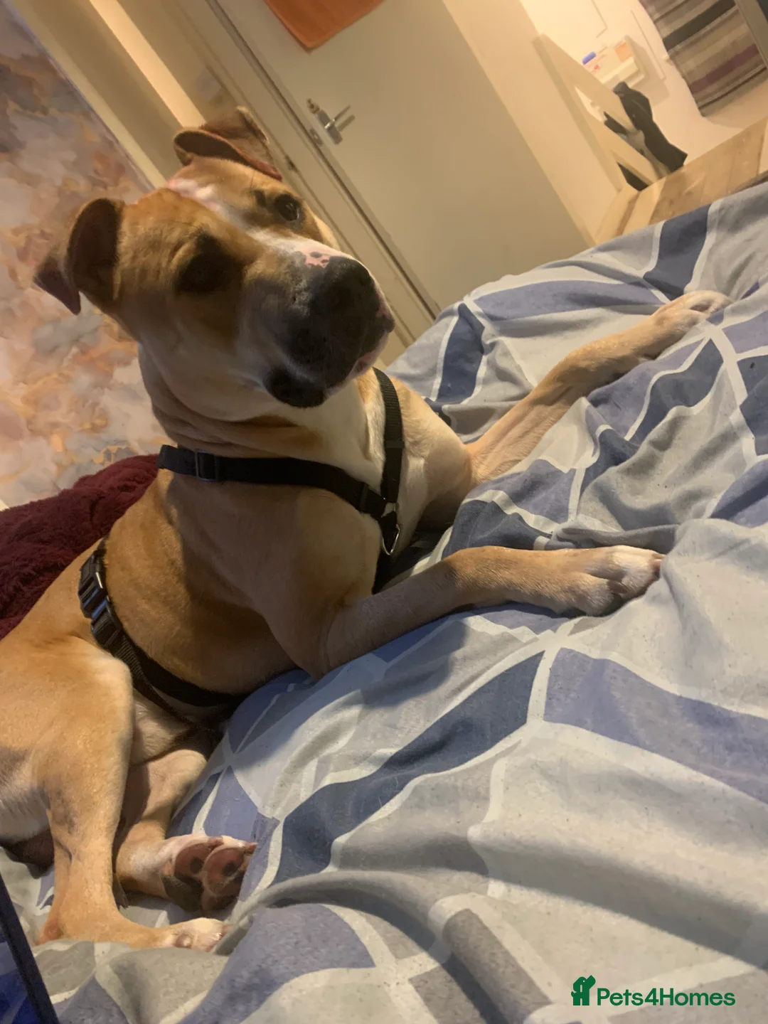 American Bull Staffy dogs for stud: Staffordshire bull terrier cross - Advert 2