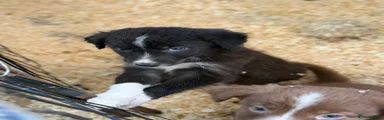 Border Collie 3