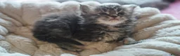 Maine Coon cats for sale: Gorgeous Mainecoon kittens ready 10th June  - Advert 8