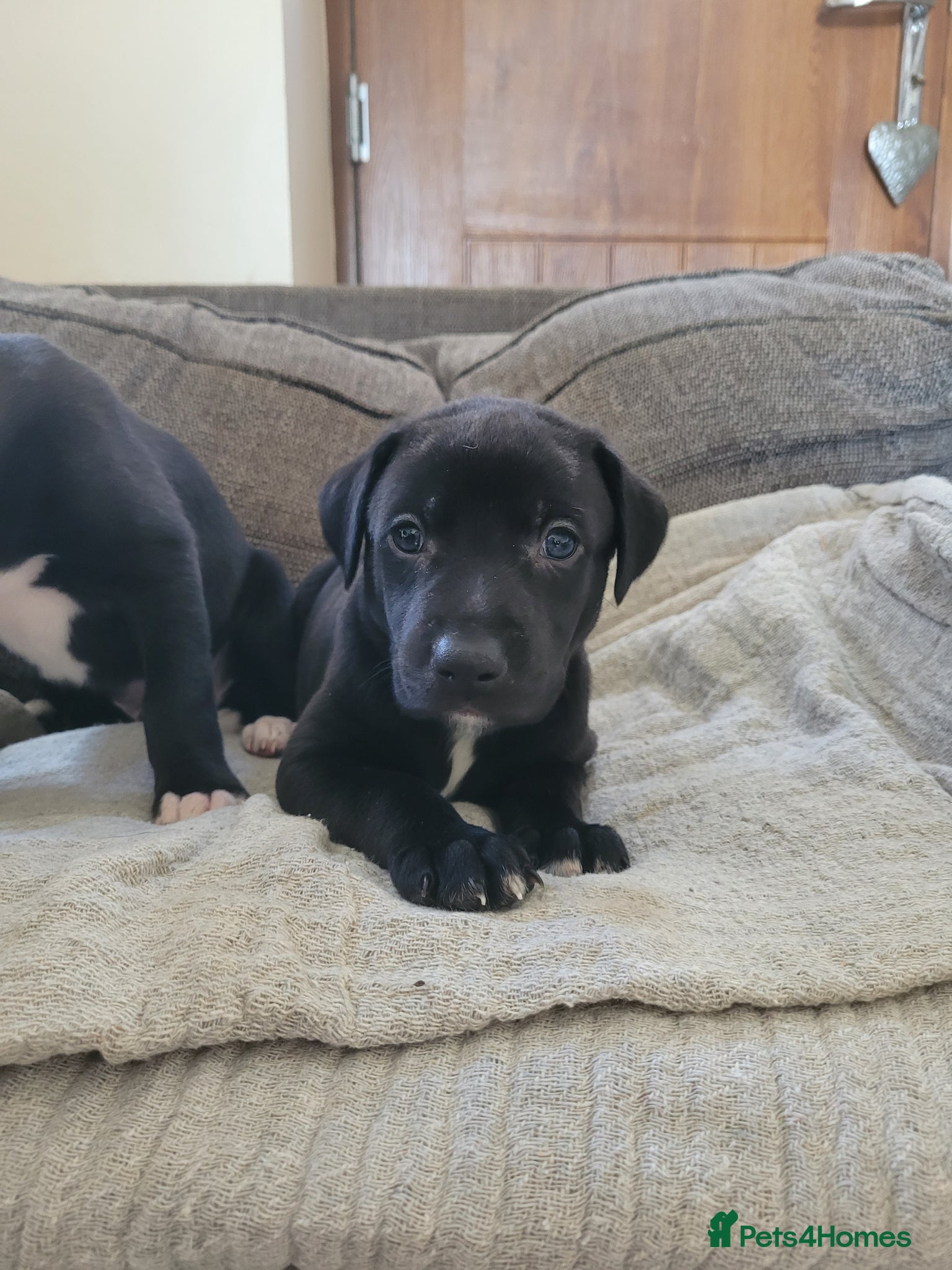 Lurcher dogs GREYHOUND X LURCHER PUPS - Advert 5