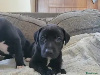 Lurcher dogs GREYHOUND X LURCHER PUPS - Advert 5