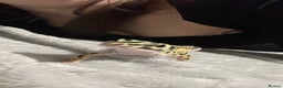Gecko reptiles for sale: Leopard gecko female  - Advert 2
