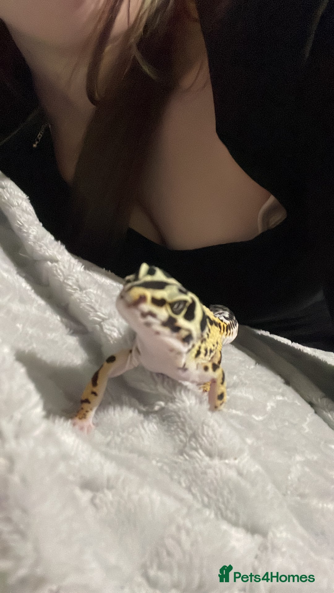 Gecko reptiles for sale: Leopard gecko female  - Advert 2