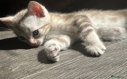 Bengal cats for sale: Snow Mink/Brown Rossette Blue Eyed Bengals - Image 13